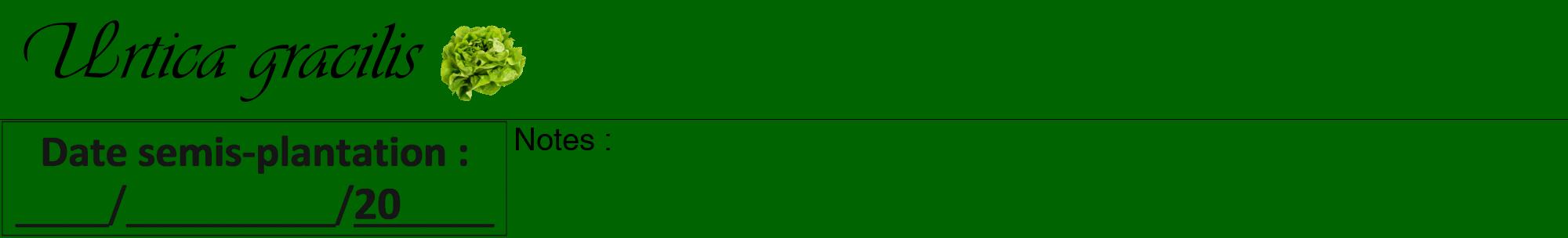 Étiquette de : Urtica gracilis - format a - style noire8basiqueviv avec comestibilité simplifiée