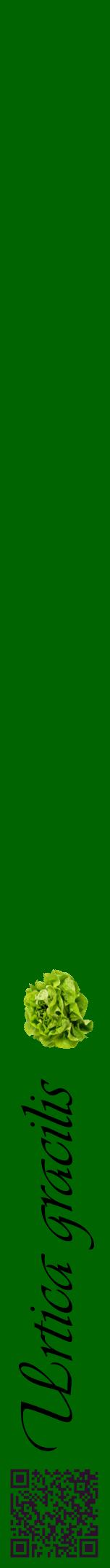 Étiquette de : Urtica gracilis - format a - style noire8viv avec qrcode et comestibilité simplifiée