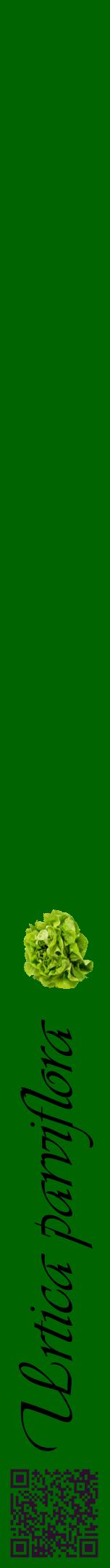Étiquette de : Urtica parviflora - format a - style noire8viv avec qrcode et comestibilité simplifiée