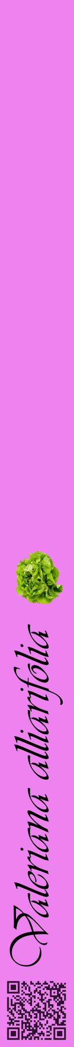 Étiquette de : Valeriana alliarifolia - format a - style noire53viv avec qrcode et comestibilité simplifiée