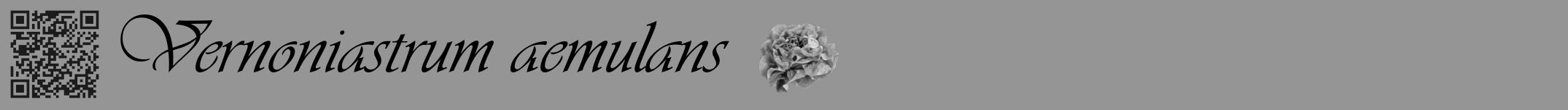 Étiquette de : Vernoniastrum aemulans - format a - style noire16basiqueviv avec qrcode et comestibilité simplifiée