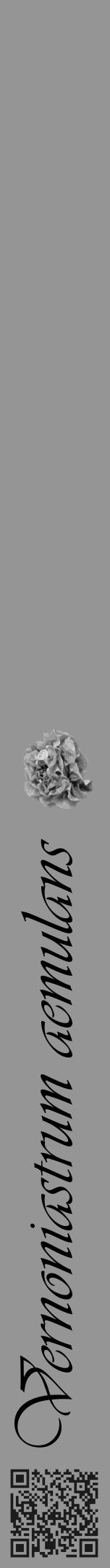 Étiquette de : Vernoniastrum aemulans - format a - style noire16basiqueviv avec qrcode et comestibilité simplifiée - position verticale