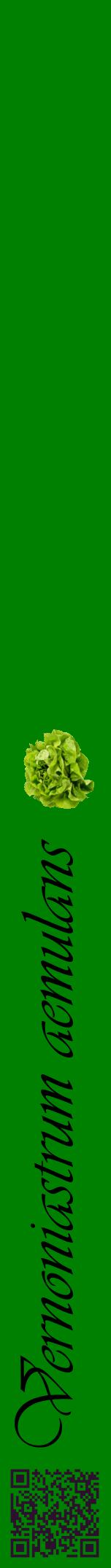 Étiquette de : Vernoniastrum aemulans - format a - style noire9viv avec qrcode et comestibilité simplifiée