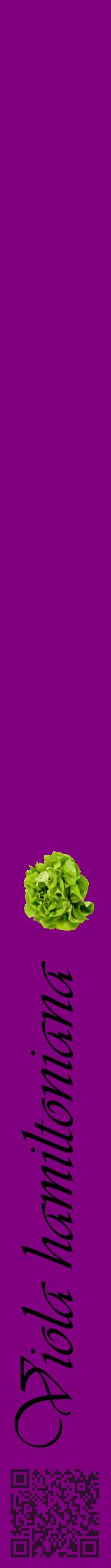 Étiquette de : Viola hamiltoniana - format a - style noire46viv avec qrcode et comestibilité simplifiée