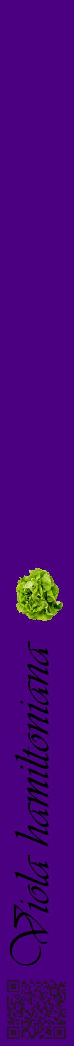 Étiquette de : Viola hamiltoniana - format a - style noire47viv avec qrcode et comestibilité simplifiée
