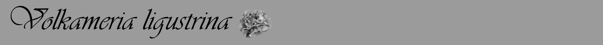 Étiquette de : Volkameria ligustrina - format a - style noire52viv avec comestibilité simplifiée