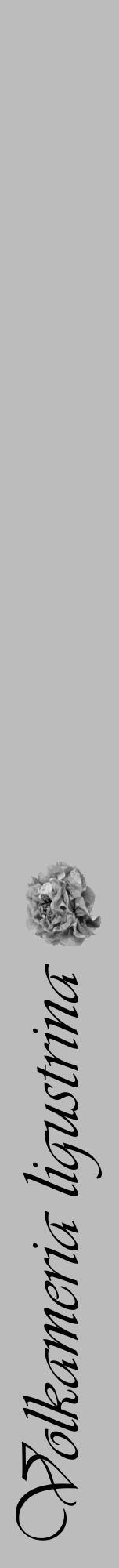 Étiquette de : Volkameria ligustrina - format a - style noire1viv avec comestibilité simplifiée - position verticale