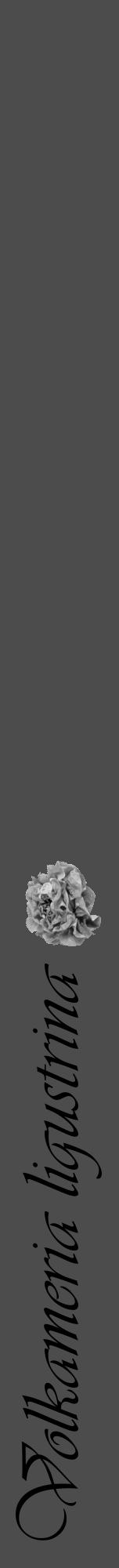 Étiquette de : Volkameria ligustrina - format a - style noire27viv avec comestibilité simplifiée - position verticale