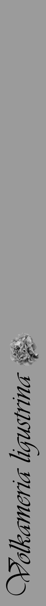 Étiquette de : Volkameria ligustrina - format a - style noire52viv avec comestibilité simplifiée - position verticale