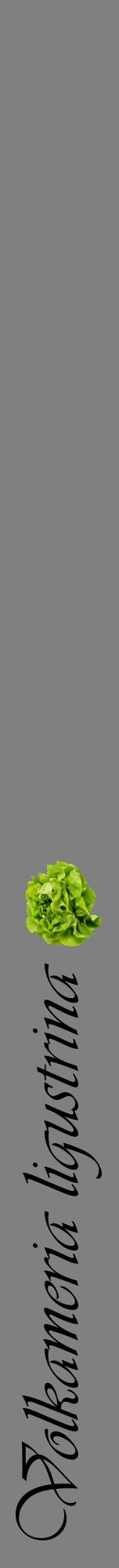 Étiquette de : Volkameria ligustrina - format a - style noire57viv avec comestibilité simplifiée