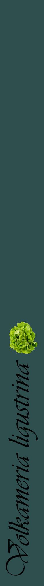Étiquette de : Volkameria ligustrina - format a - style noire58viv avec comestibilité simplifiée