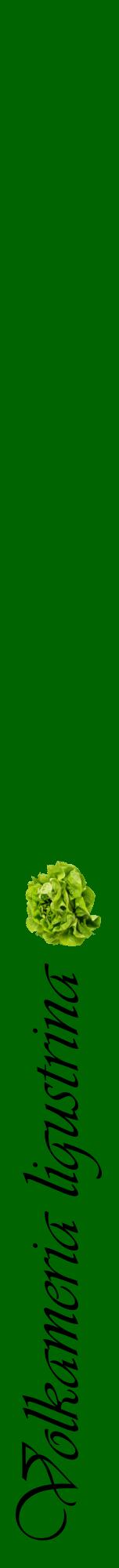 Étiquette de : Volkameria ligustrina - format a - style noire8viv avec comestibilité simplifiée