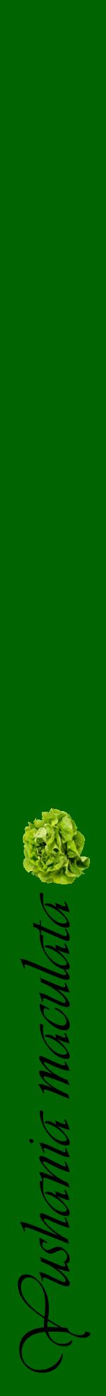 Étiquette de : Yushania maculata - format a - style noire8viv avec comestibilité simplifiée