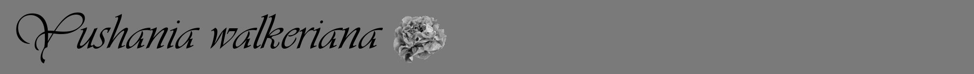 Étiquette de : Yushania walkeriana - format a - style noire3viv avec comestibilité simplifiée