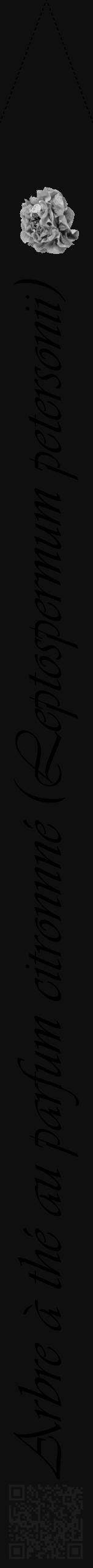 Étiquette de : Leptospermum petersonii - format b - style noire7viv avec qrcode et comestibilité simplifiée - position verticale