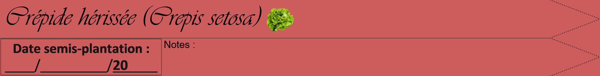 Étiquette de : Crepis setosa - format b - style noire35viv avec comestibilité simplifiée