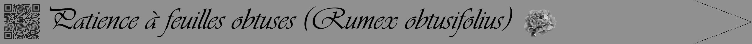 Étiquette de : Rumex obtusifolius - format b - style noire4viv avec qrcode et comestibilité simplifiée