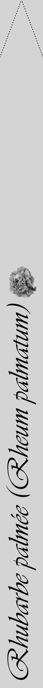 Étiquette de : Rheum palmatum - format b - style noire40viv avec comestibilité simplifiée - position verticale