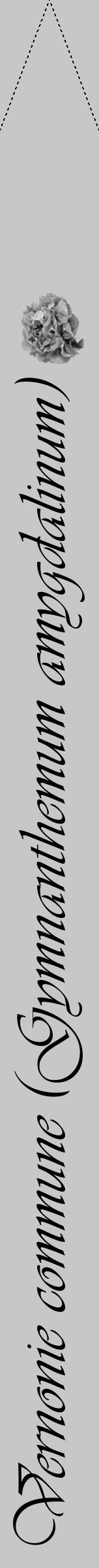 Étiquette de : Gymnanthemum amygdalinum - format b - style noire15viv avec comestibilité simplifiée - position verticale