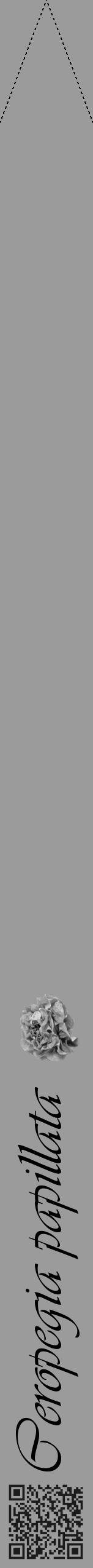 Étiquette de : Ceropegia papillata - format b - style noire52viv avec qrcode et comestibilité simplifiée - position verticale