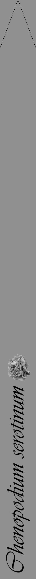 Étiquette de : Chenopodium serotinum - format b - style noire4viv avec comestibilité simplifiée - position verticale