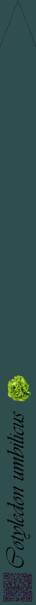 Étiquette de : Cotyledon umbilicus - format b - style noire58viv avec qrcode et comestibilité simplifiée