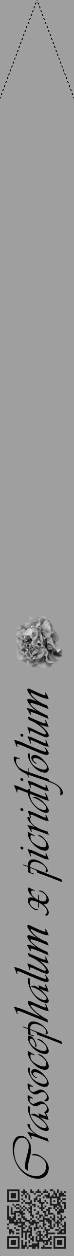 Étiquette de : Crassocephalum x picridifolium - format b - style noire24viv avec qrcode et comestibilité simplifiée - position verticale