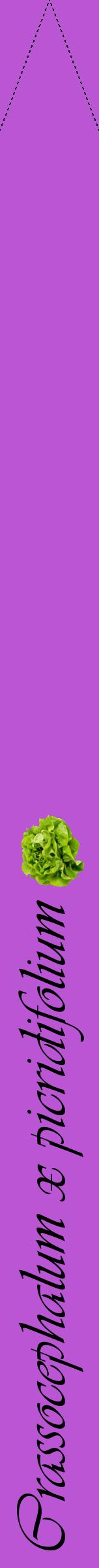 Étiquette de : Crassocephalum x picridifolium - format b - style noire50viv avec comestibilité simplifiée