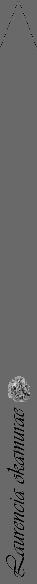 Étiquette de : Laurencia okamurae - format b - style noire51simpleviv avec comestibilité simplifiée - position verticale