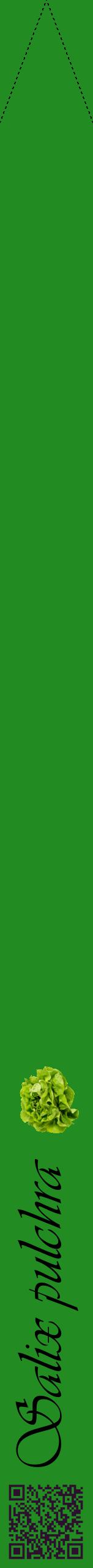 Étiquette de : Salix pulchra - format b - style noire10viv avec qrcode et comestibilité simplifiée