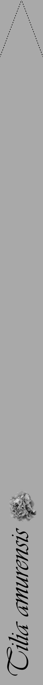 Étiquette de : Tilia amurensis - format b - style noire13viv avec comestibilité simplifiée - position verticale