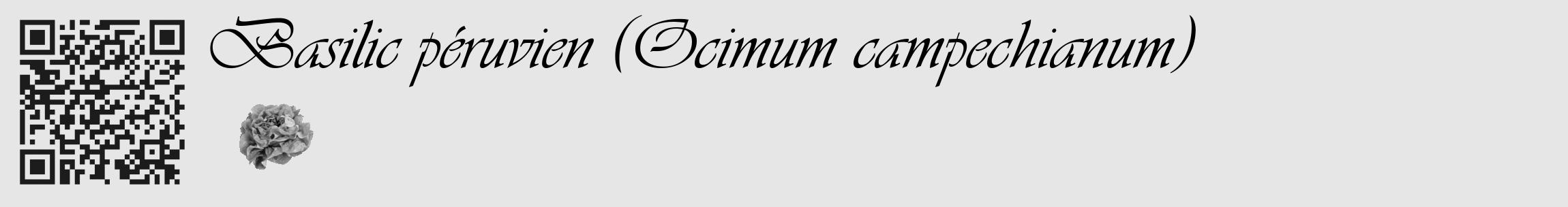 Étiquette de : Ocimum campechianum - format c - style noire18_basique_basiqueviv avec qrcode et comestibilité simplifiée