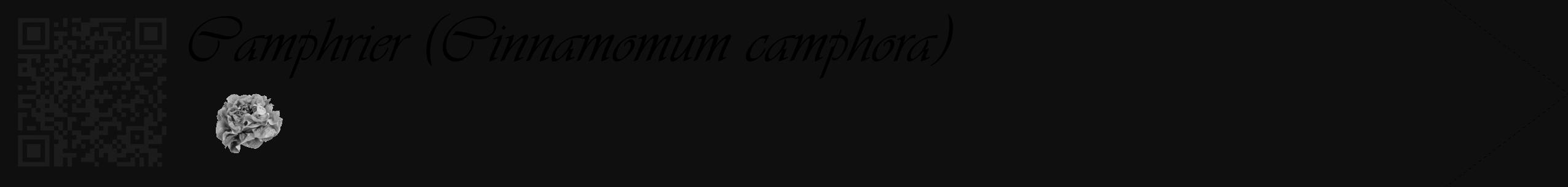 Étiquette de : Cinnamomum camphora - format c - style noire7_simple_simpleviv avec qrcode et comestibilité simplifiée