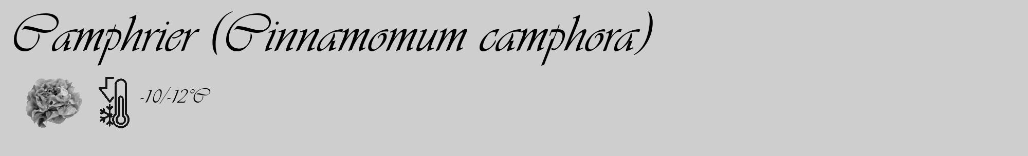 Étiquette de : Cinnamomum camphora - format c - style noire17_basique_basiqueviv avec comestibilité simplifiée