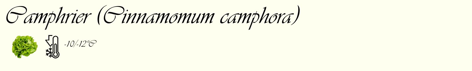 Étiquette de : Cinnamomum camphora - format c - style noire19_basique_basiqueviv avec comestibilité simplifiée