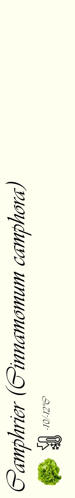 Étiquette de : Cinnamomum camphora - format c - style noire19_basique_basiqueviv avec comestibilité simplifiée - position verticale
