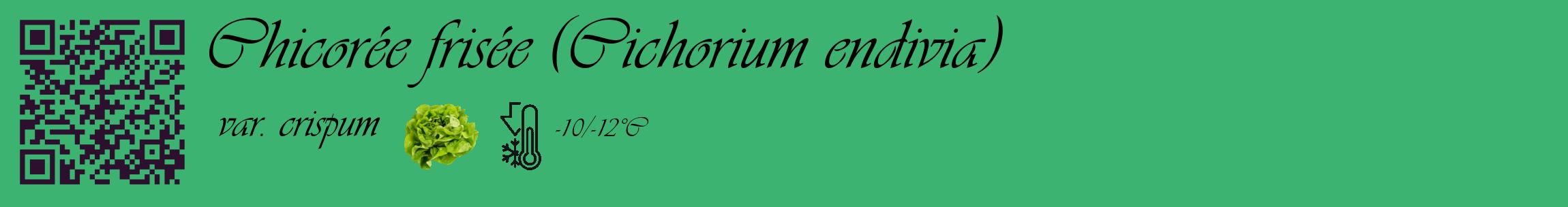Étiquette de : Cichorium endivia var. crispum - format c - style noire12_basique_basiqueviv avec qrcode et comestibilité simplifiée