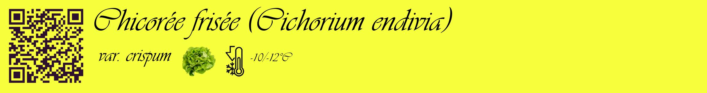 Étiquette de : Cichorium endivia var. crispum - format c - style noire18_basique_basiqueviv avec qrcode et comestibilité simplifiée