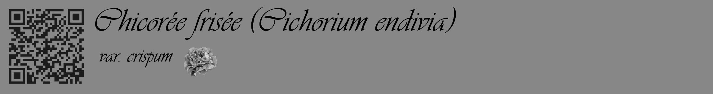 Étiquette de : Cichorium endivia var. crispum - format c - style noire12_basique_basiqueviv avec qrcode et comestibilité simplifiée
