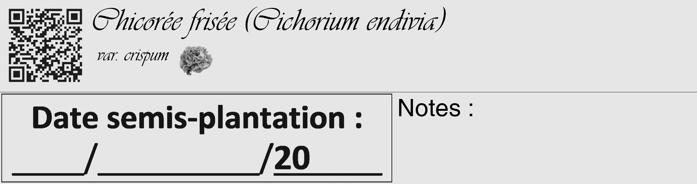 Étiquette de : Cichorium endivia var. crispum - format c - style noire18_basique_basiqueviv avec qrcode et comestibilité simplifiée