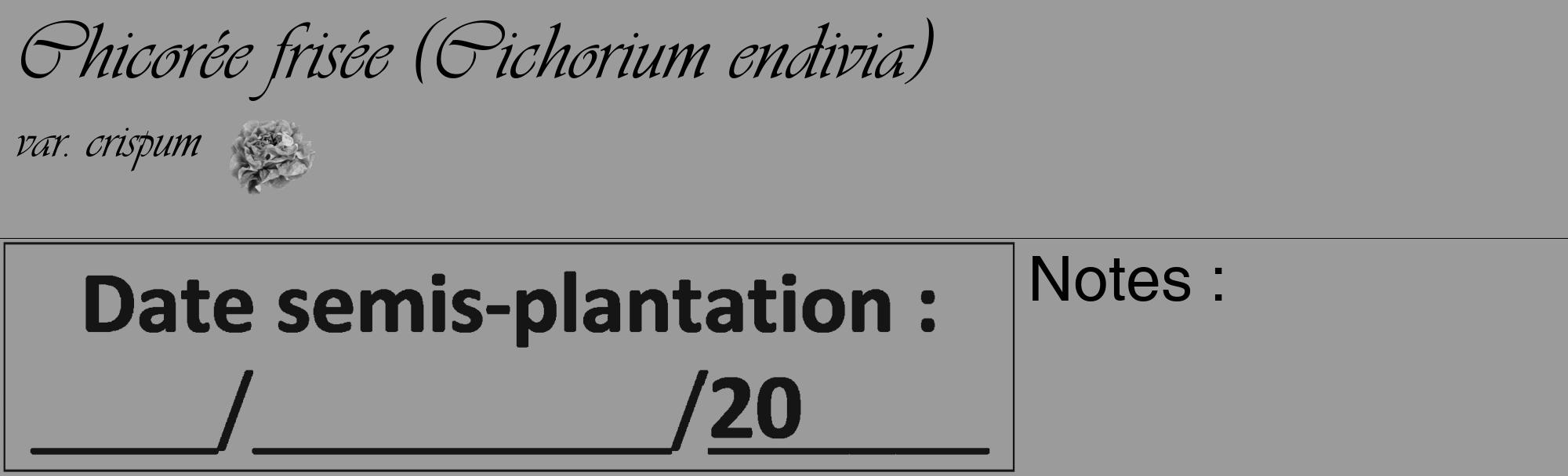Étiquette de : Cichorium endivia var. crispum - format c - style noire52basique_basique_basiqueviv avec comestibilité simplifiée