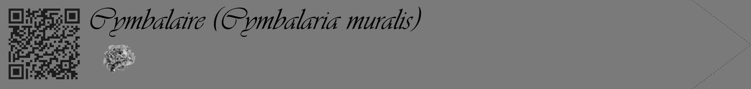 Étiquette de : Cymbalaria muralis - format c - style noire3_simple_simpleviv avec qrcode et comestibilité simplifiée