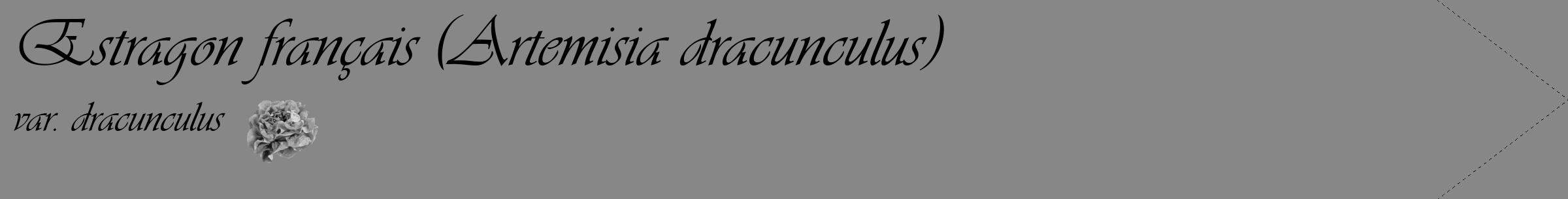 Étiquette de : Artemisia dracunculus var. dracunculus - format c - style noire12_simple_simpleviv avec comestibilité simplifiée