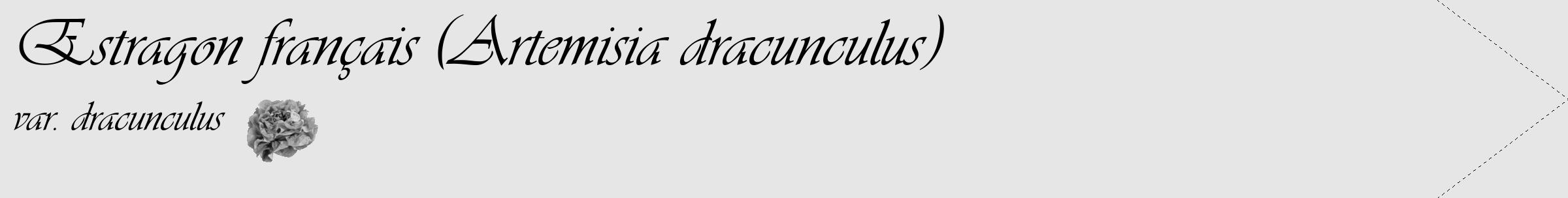 Étiquette de : Artemisia dracunculus var. dracunculus - format c - style noire18_simple_simpleviv avec comestibilité simplifiée