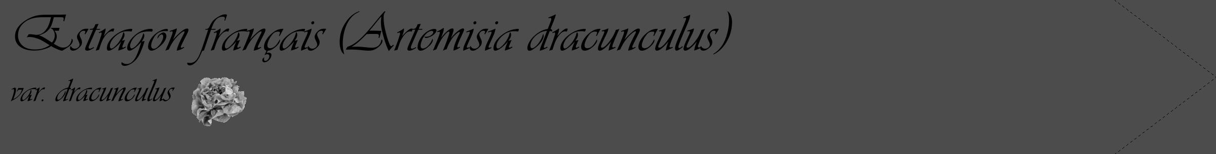 Étiquette de : Artemisia dracunculus var. dracunculus - format c - style noire27_simple_simpleviv avec comestibilité simplifiée