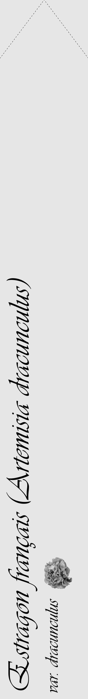 Étiquette de : Artemisia dracunculus var. dracunculus - format c - style noire18_simple_simpleviv avec comestibilité simplifiée - position verticale