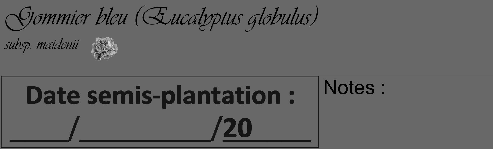 Étiquette de : Eucalyptus globulus subsp. maidenii  - format c - style noire43_basique_basiqueviv avec comestibilité simplifiée