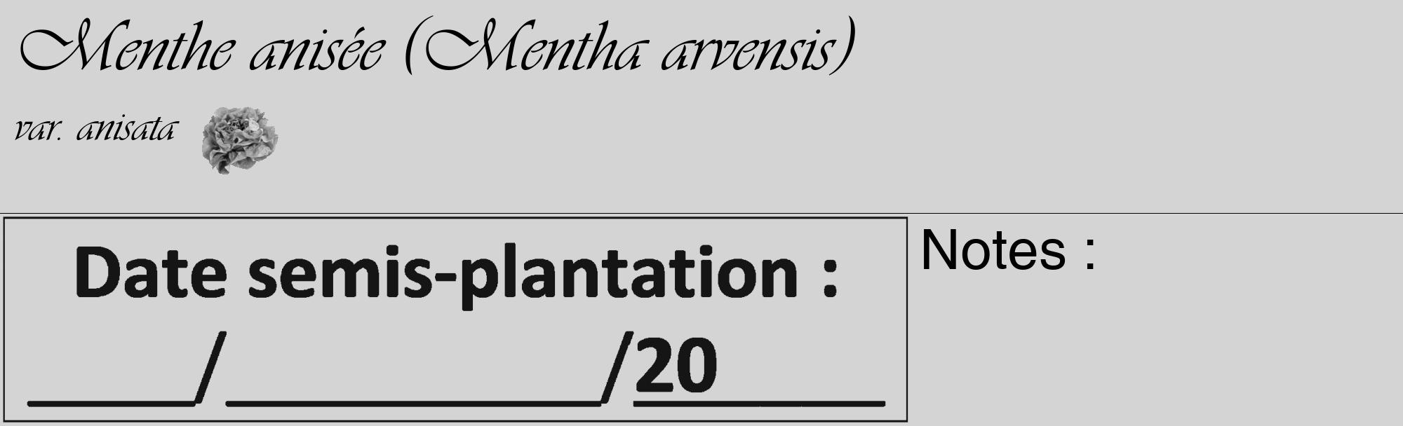 Étiquette de : Mentha arvensis var. anisata - format c - style noire40basique_basique_basiqueviv avec comestibilité simplifiée