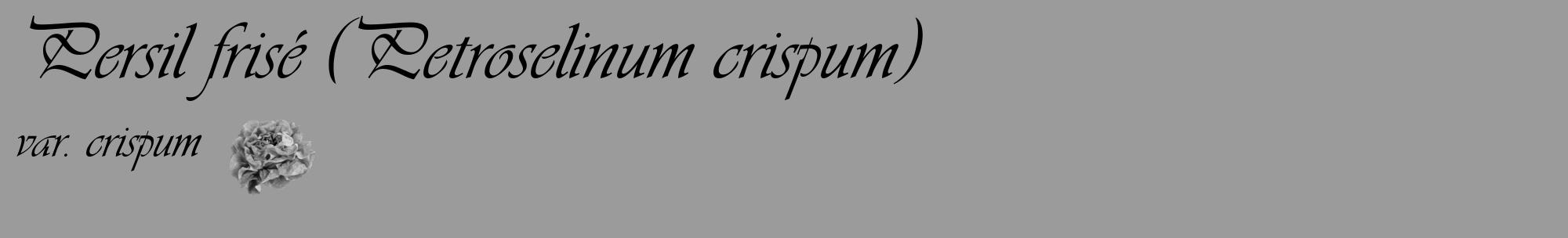 Étiquette de : Petroselinum crispum var. crispum - format c - style noire52_basique_basiqueviv avec comestibilité simplifiée