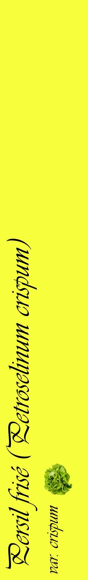 Étiquette de : Petroselinum crispum var. crispum - format c - style noire18_basiqueviv avec comestibilité simplifiée